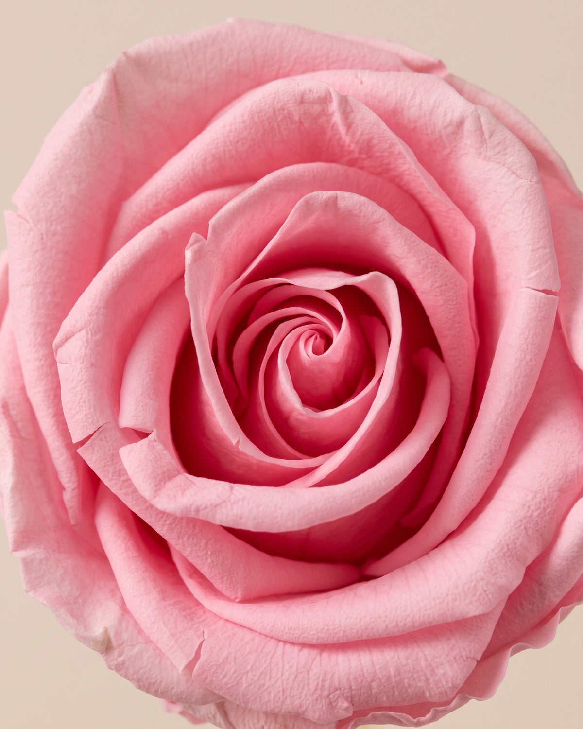 Detalle de los pétalos de la rosa preservada rosa