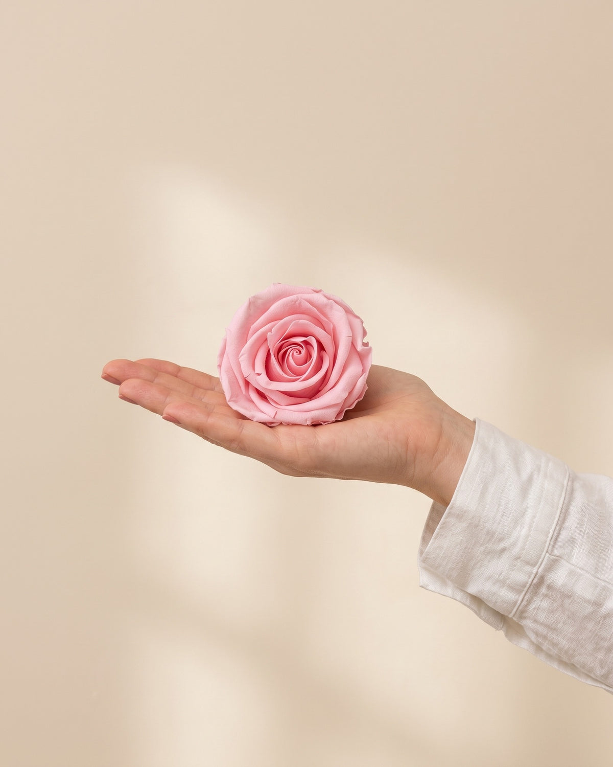 Una cabeza de rosa preservada rosa en la mano, para ver su tamaño