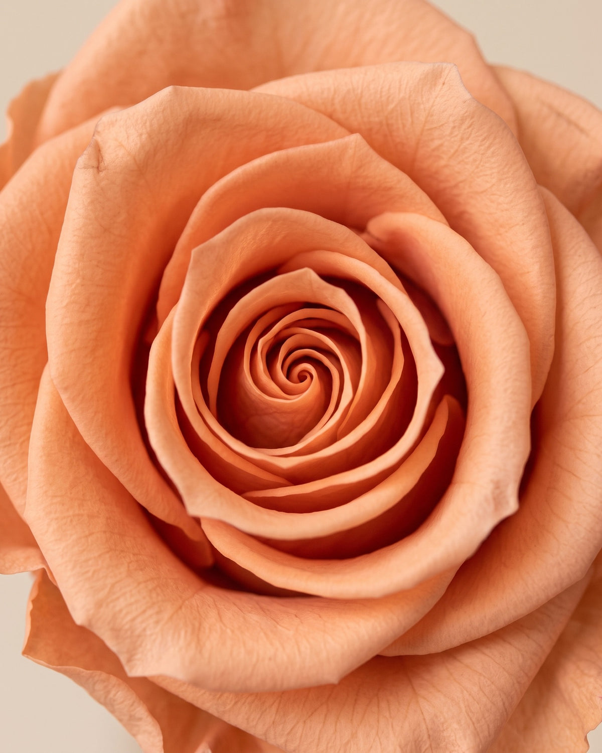 Detalle de los pétalos de la rosa preservada salmón