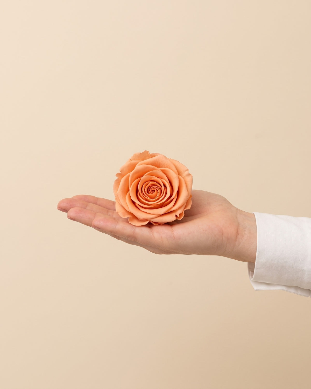 Una cabeza de rosa preservada salmón en la mano, para ver su tamaño