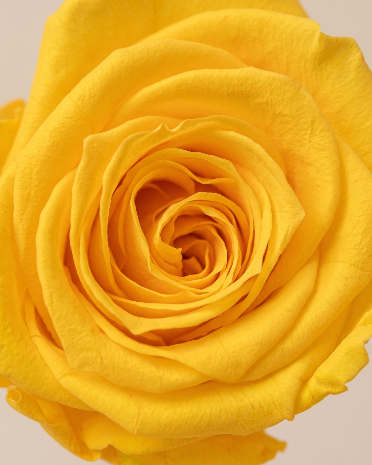 Detalle de los pétalos de la rosa preservada amarilla
