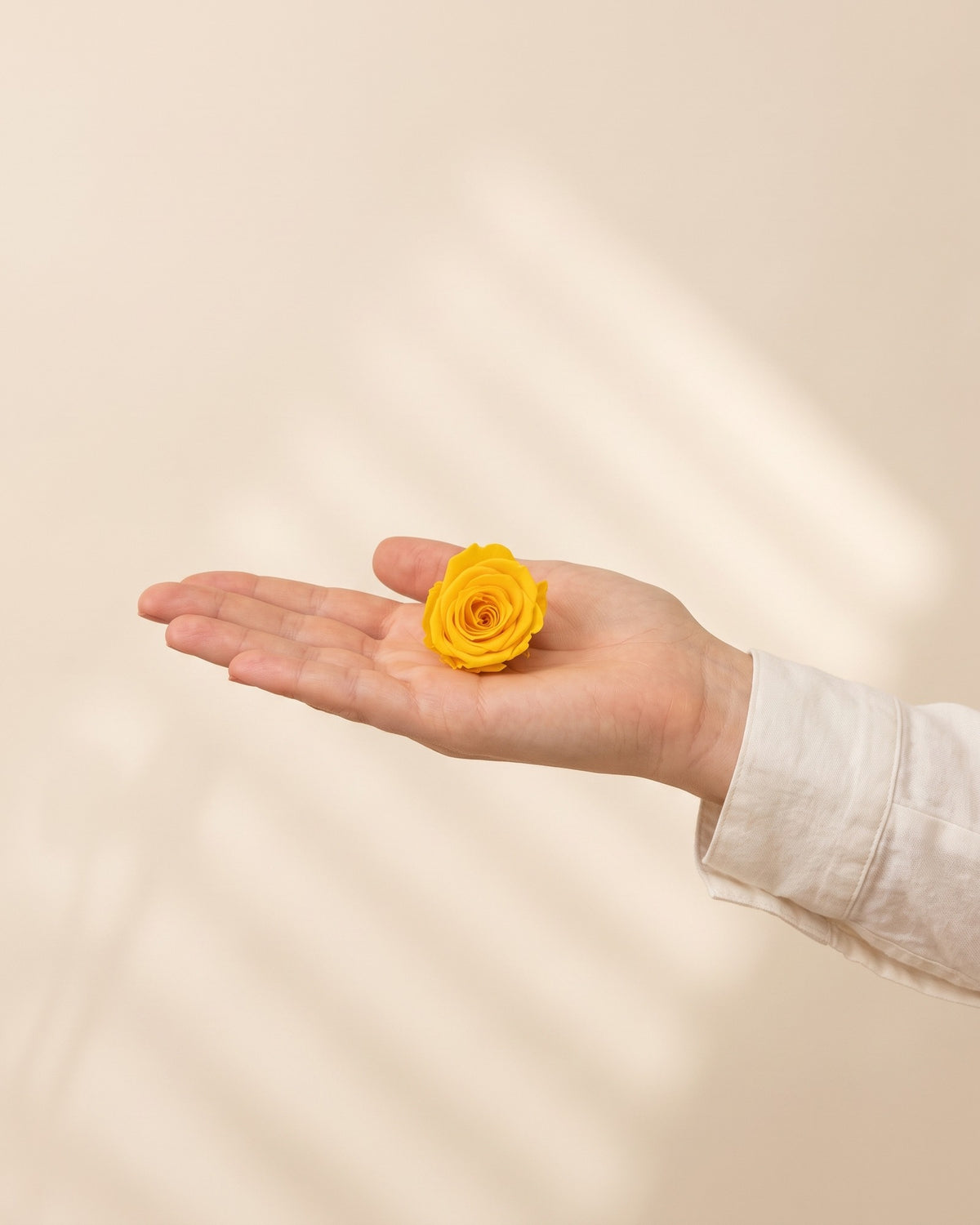 Una cabeza de rosa preservada amarilla en la mano, para ver su tamaño