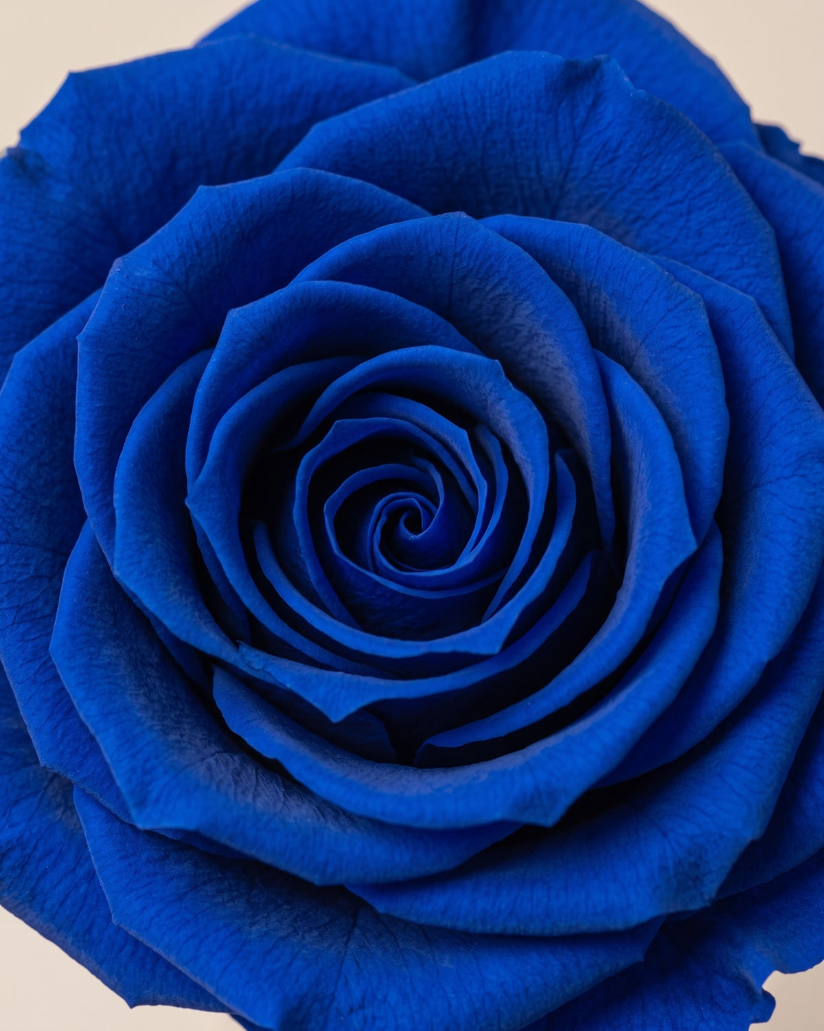 Detalle de los pétalos de la rosa preservada azul