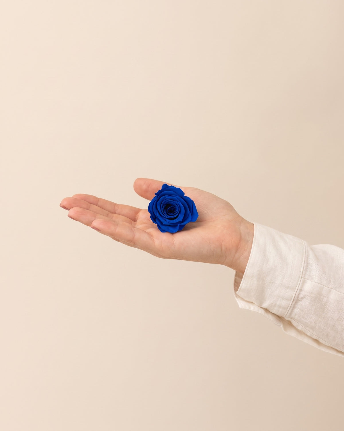 Una cabeza de rosa preservada azul en la mano, para ver su tamaño
