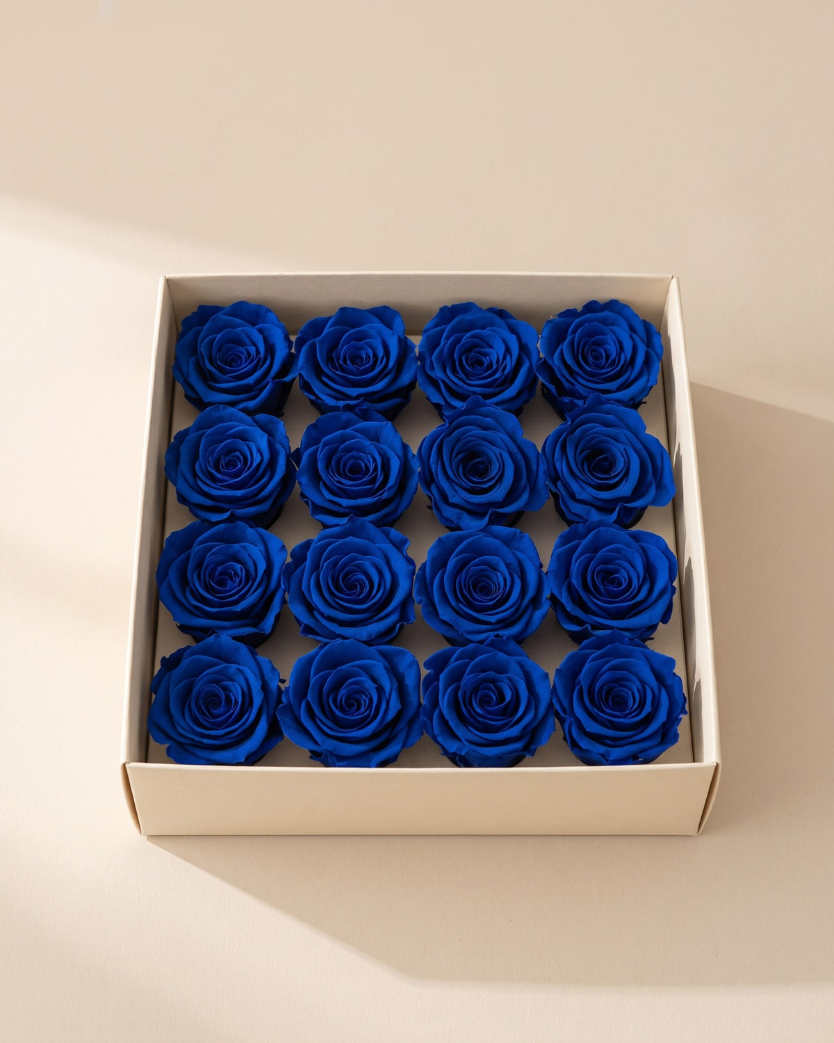 Cabezas de rosa preservada azul (Ava) en una caja abierta