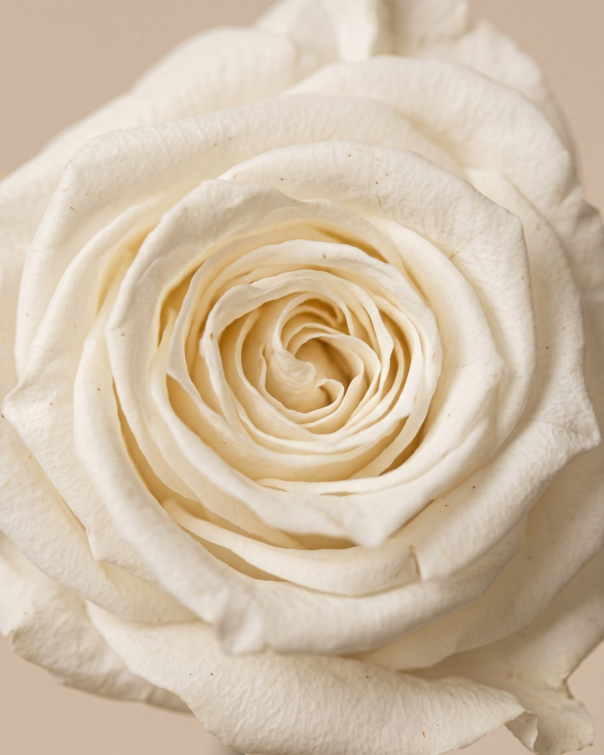 Detalle de los pétalos de la rosa preservada blanca