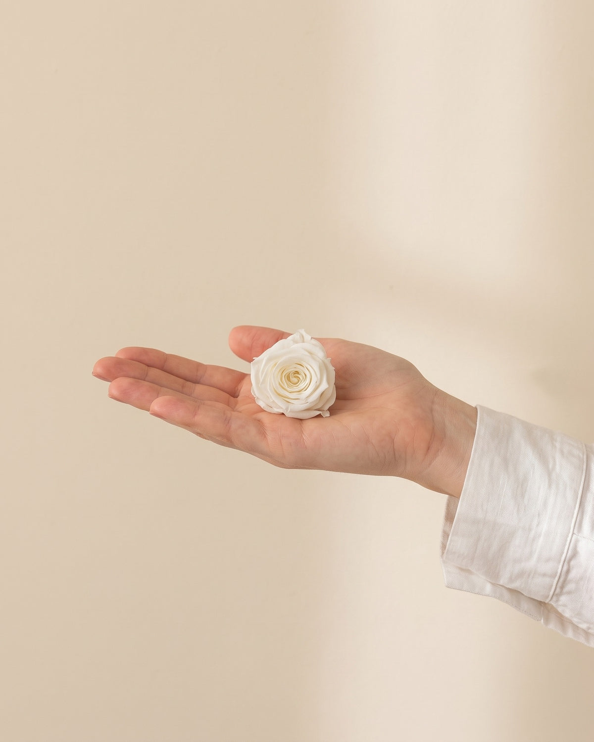 Una cabeza de rosa preservada blanca en la mano, para ver su tamaño