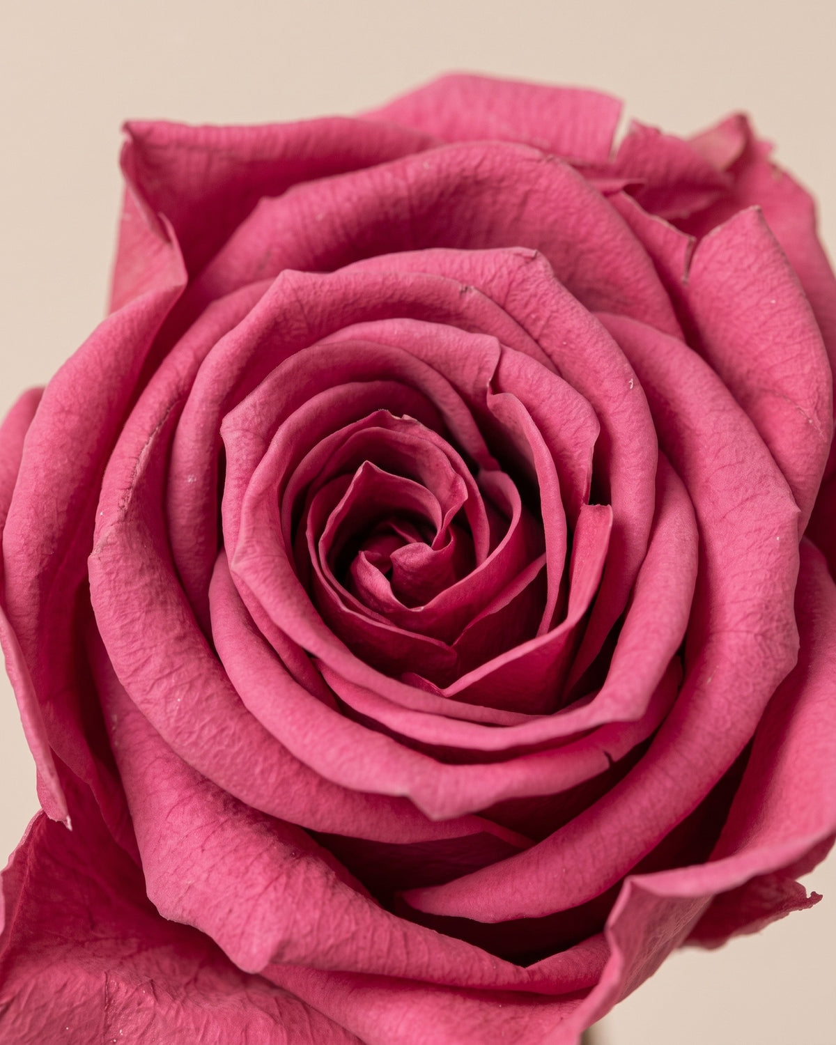 Detalle de los pétalos de la rosa preservada cereza