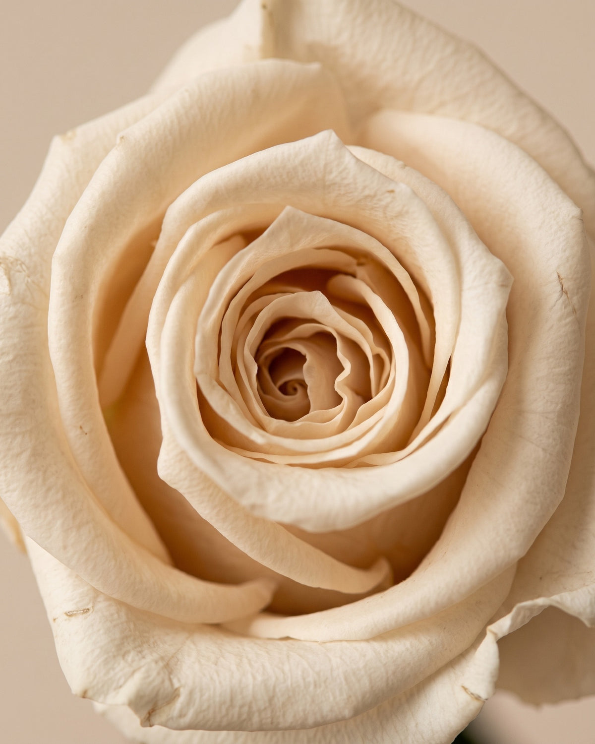 Detalle de los pétalos de la rosa preservada champagne