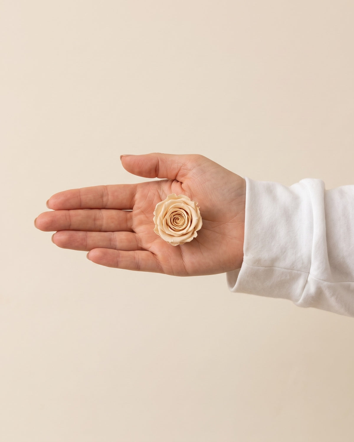 Una cabeza de rosa preservada champagne en la mano, para ver su tamaño
