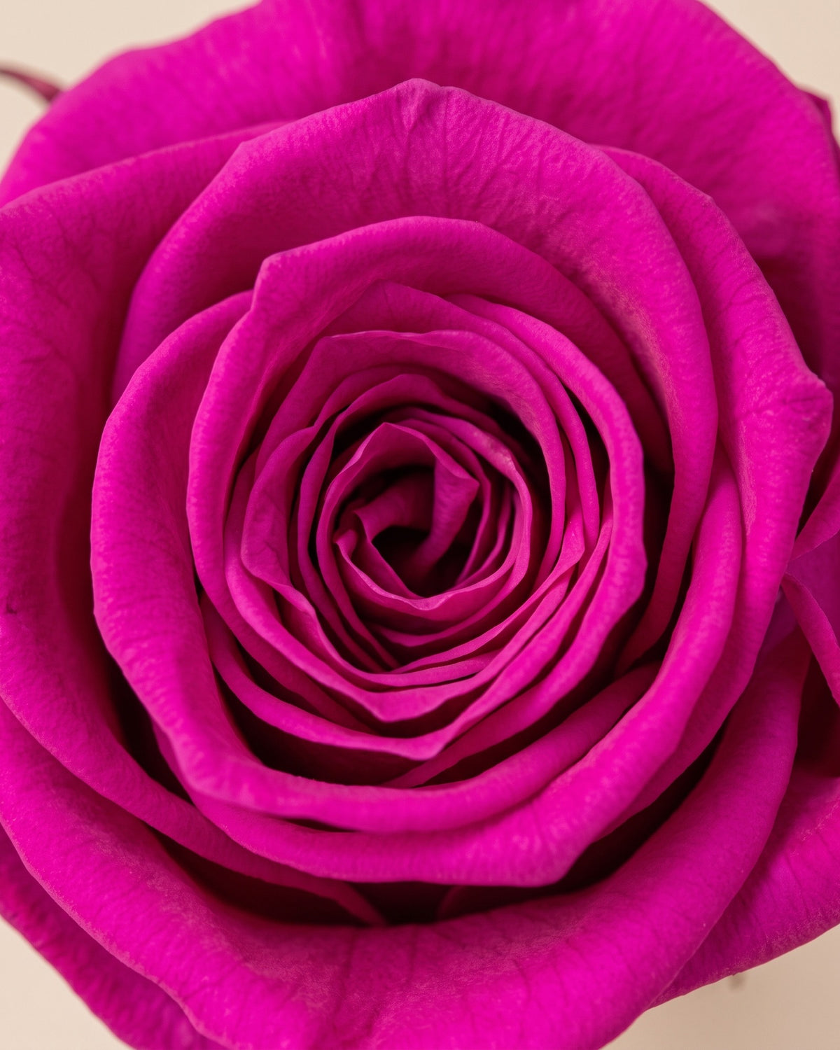 Detalle de los pétalos de la rosa preservada fucsia