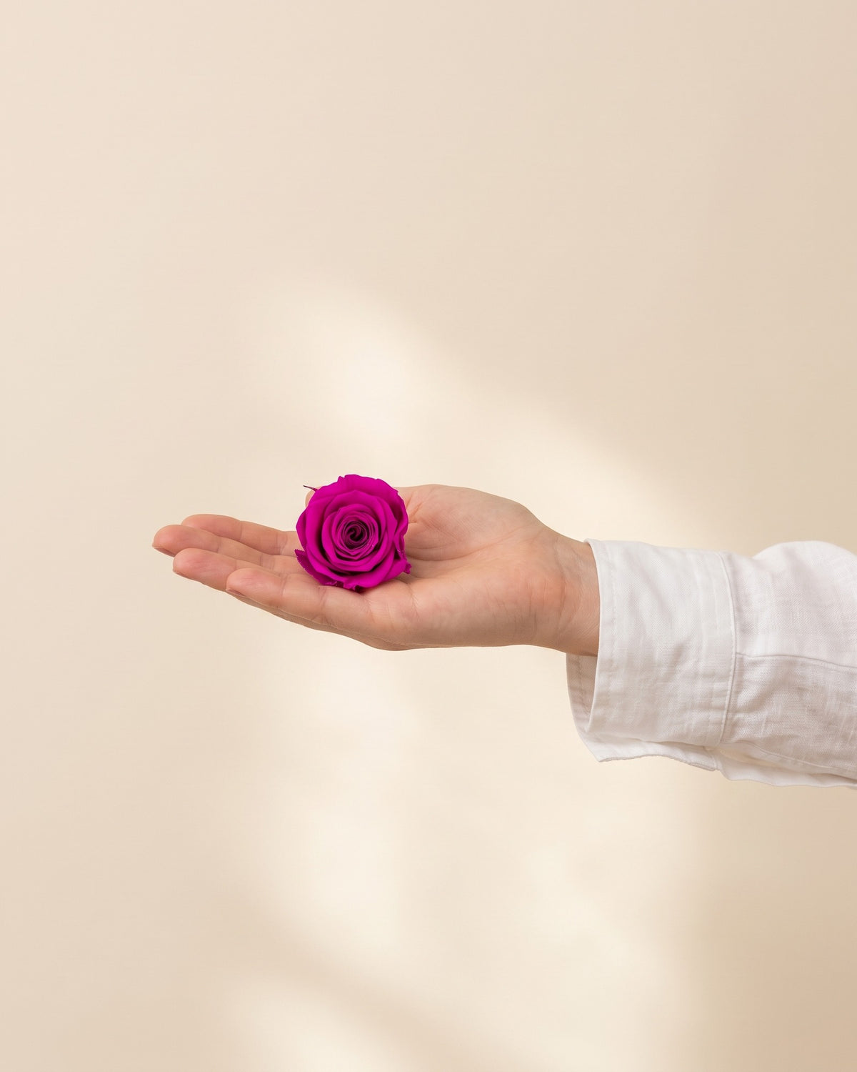 Una cabeza de rosa preservada fucsia en la mano, para ver su tamaño