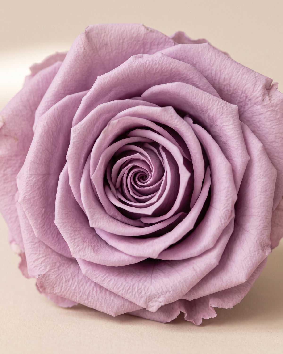 Detalle de los pétalos de la rosa preservada lavanda