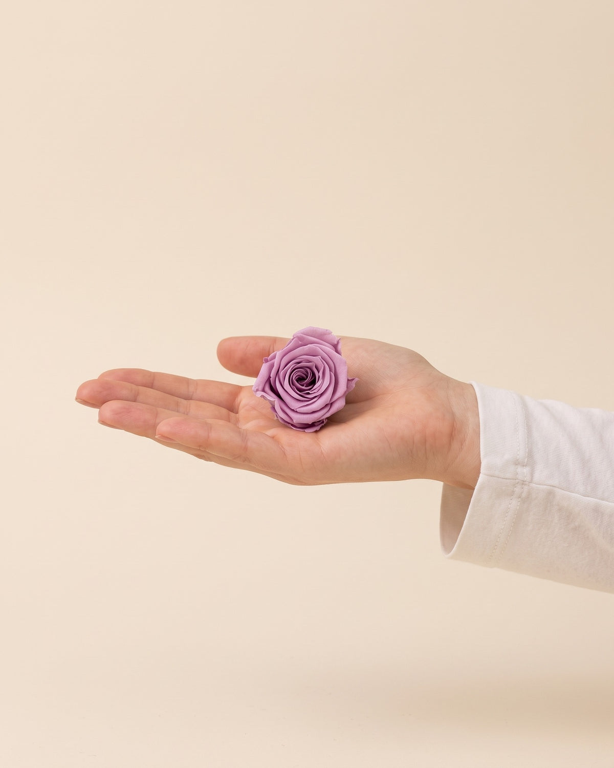 Una cabeza de rosa preservada lavanda en la mano, para ver su tamaño