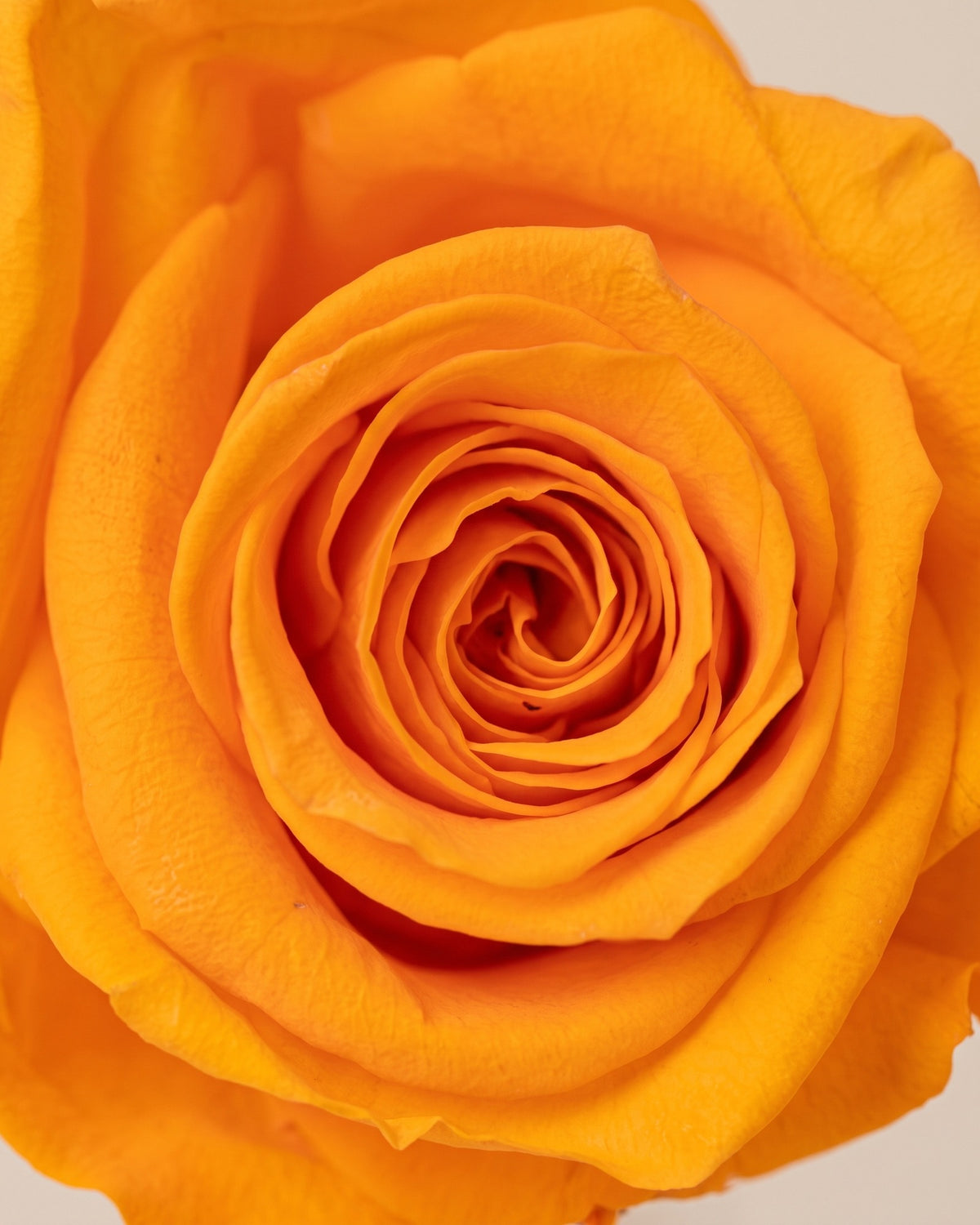 Detalle de los pétalos de la rosa preservada naranja