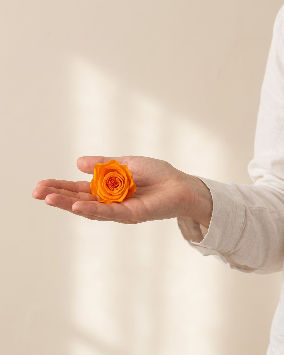 Una cabeza de rosa preservada naranja en la mano, para ver su tamaño