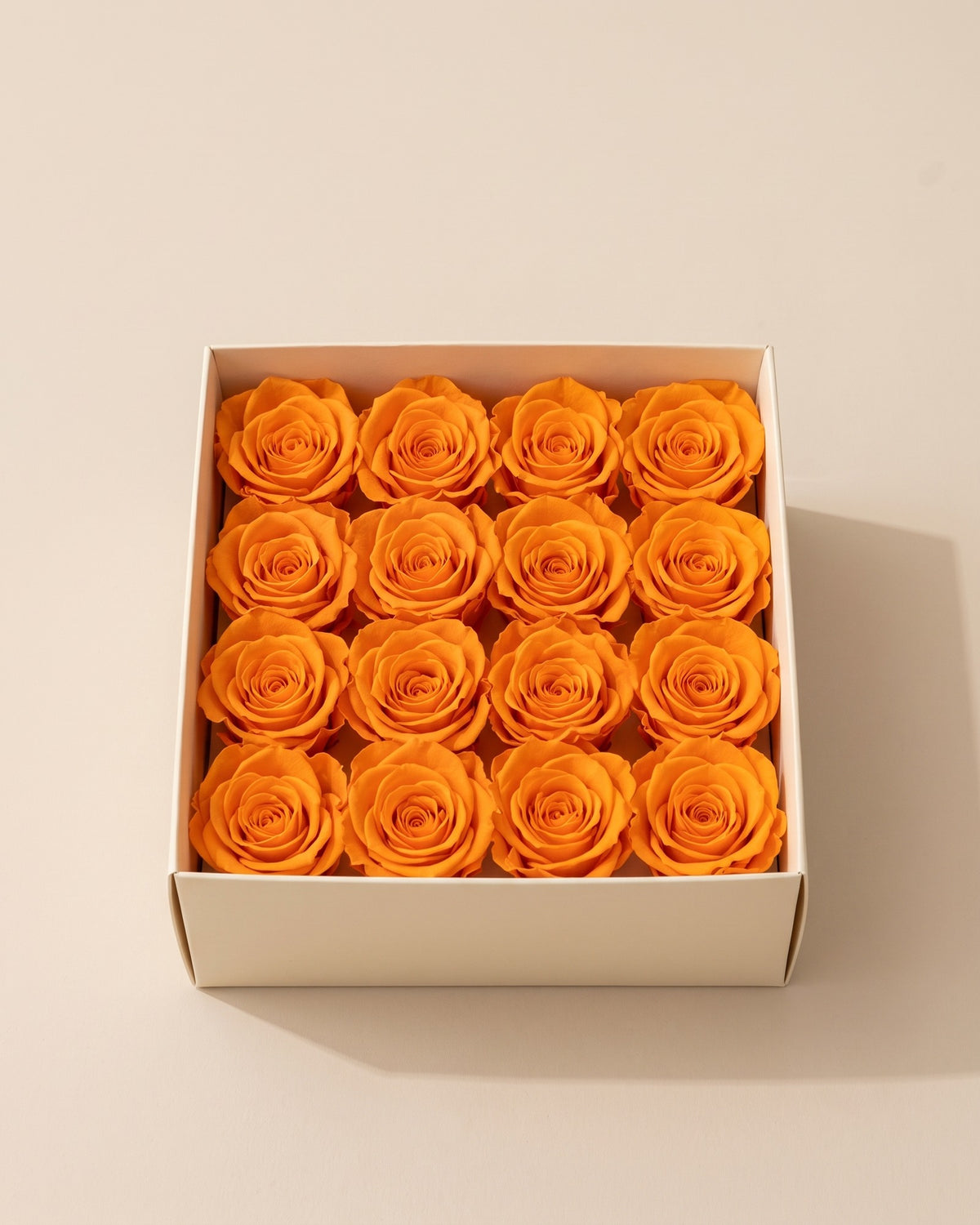 Cabezas de rosa preservada naranja (Ava) en una caja abierta