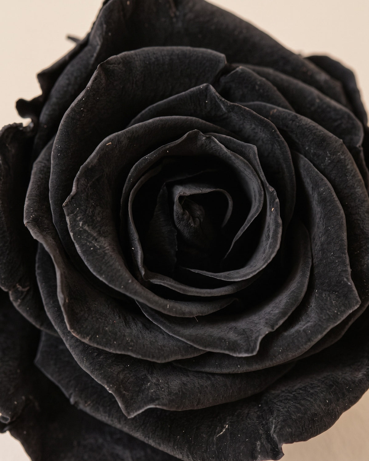 Detalle de los pétalos de la rosa preservada negra