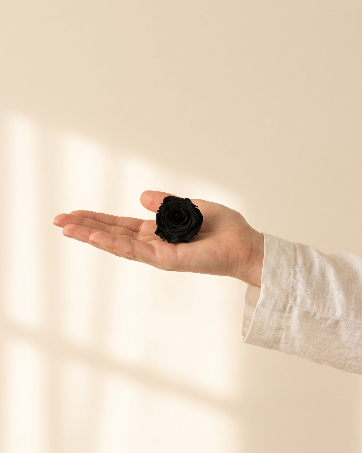 Una cabeza de rosa preservada negra en la mano, para ver su tamaño