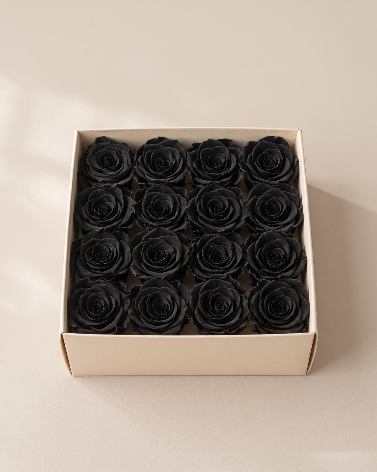 Cabezas de rosa preservada negra (Ava) en una caja abierta