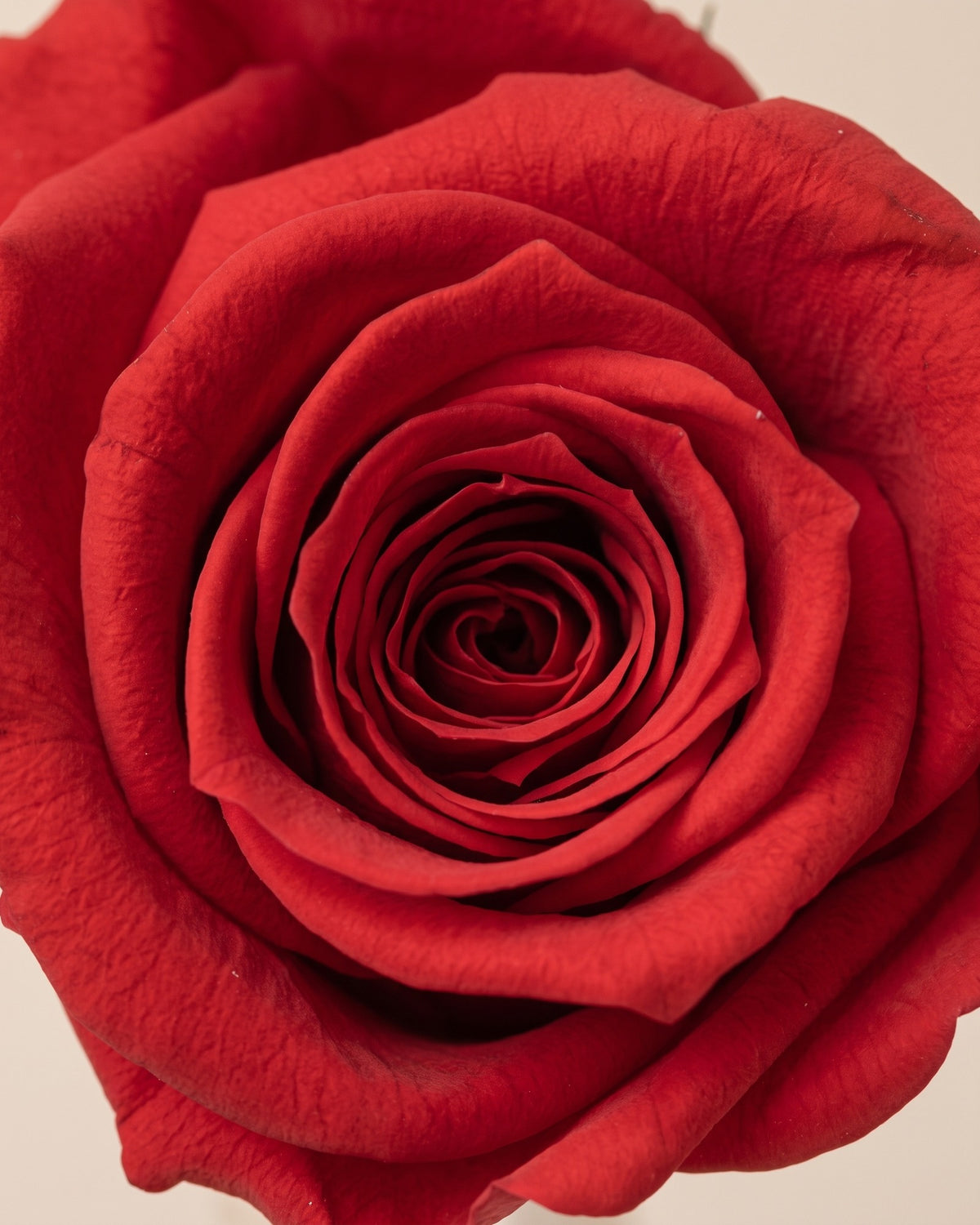 Detalle de los pétalos de la rosa preservada roja