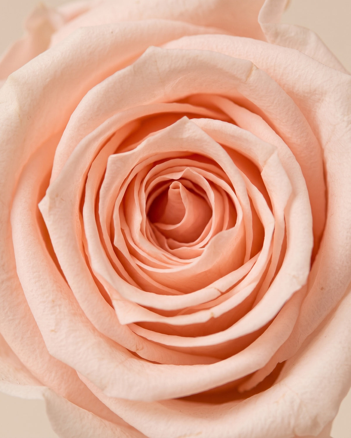 Detalle de los pétalos de la rosa preservada rosa clara