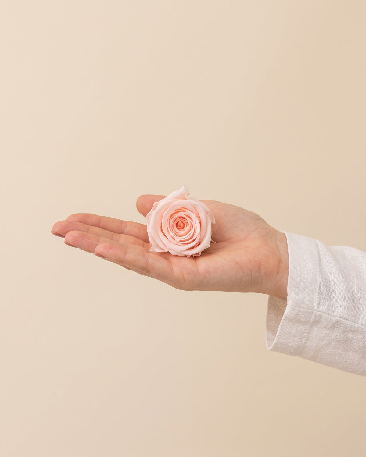 Una cabeza de rosa preservada rosa clara en la mano, para ver su tamaño