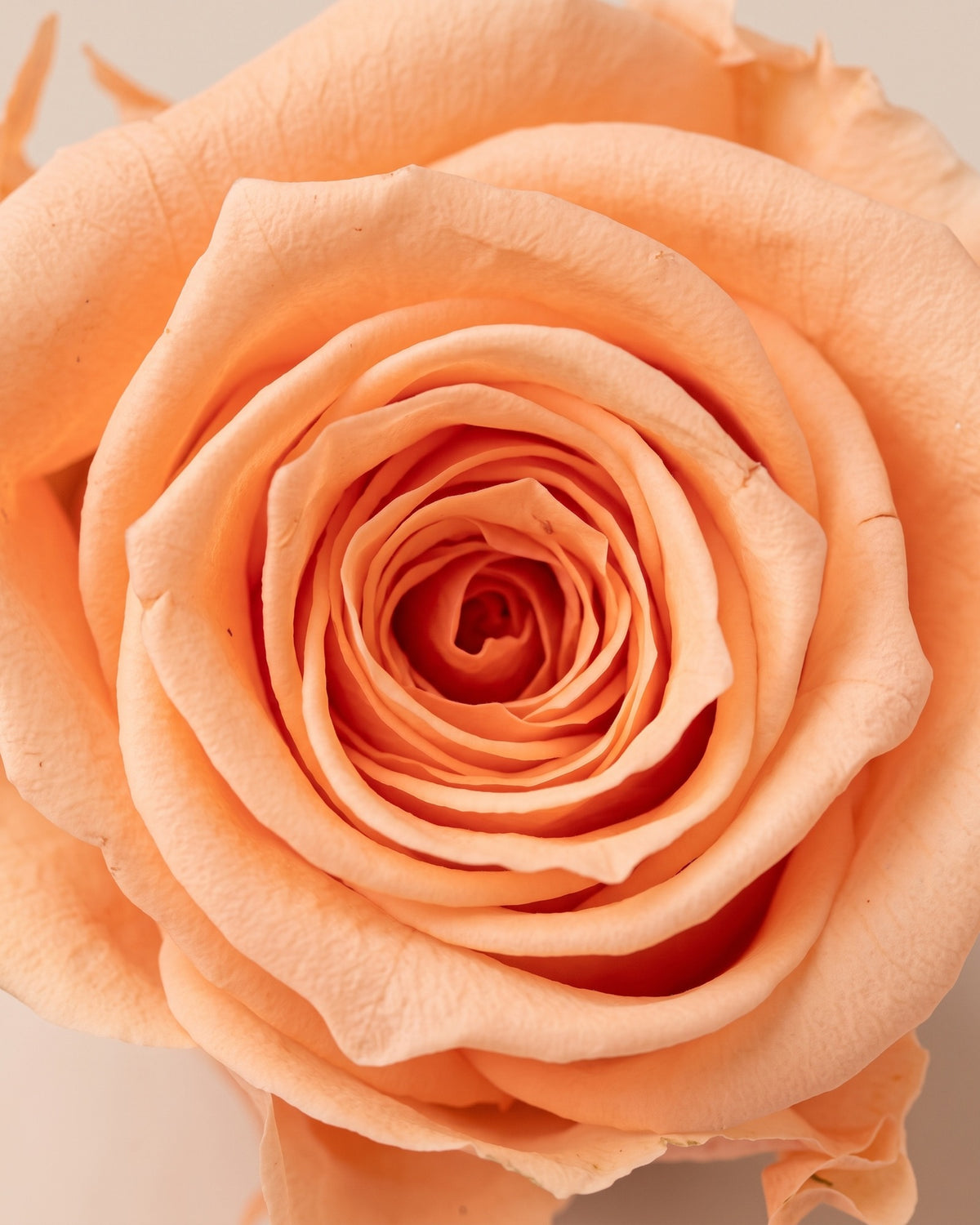 Detalle de los pétalos de la rosa preservada salmón