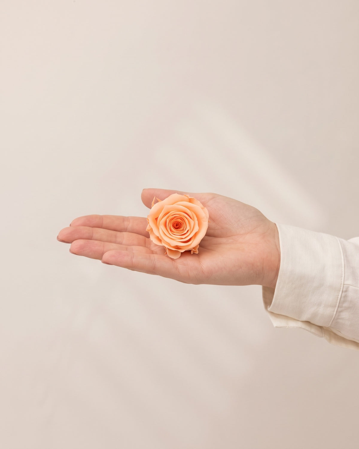 Una cabeza de rosa preservada salmón en la mano, para ver su tamaño