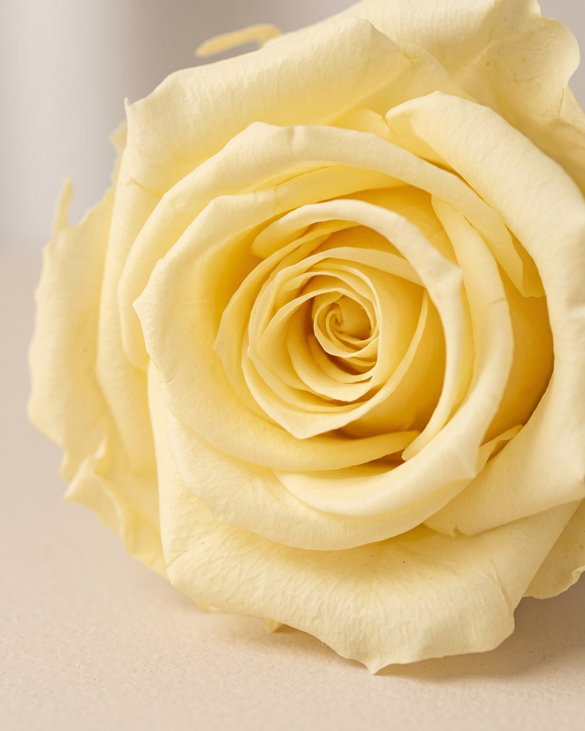 Detalle de los pétalos de la rosa preservada amarilla