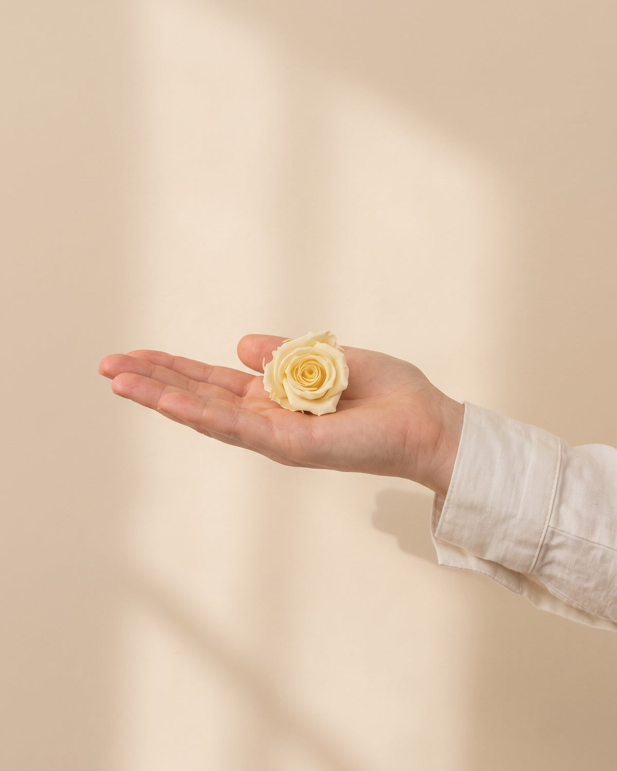 Una cabeza de rosa preservada amarilla en la mano, para ver su tamaño