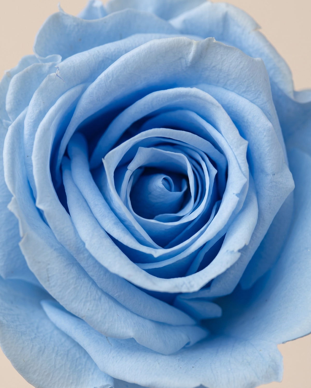 Detalle de los pétalos de la rosa preservada azul clara