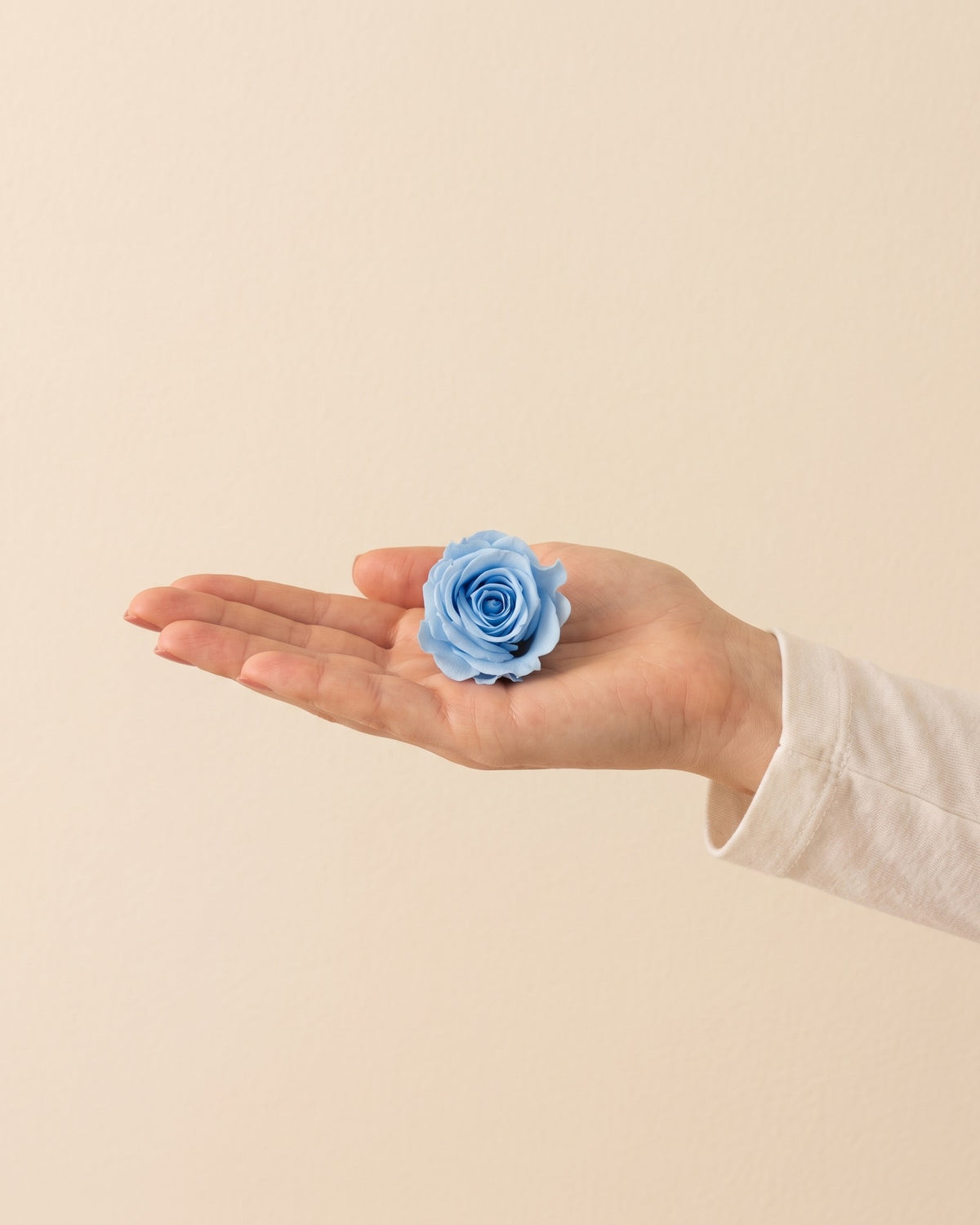 Una cabeza de rosa preservada azul clara en la mano, para ver su tamaño