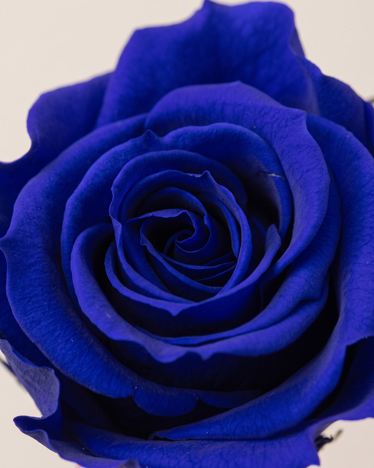 Detalle de los pétalos de la rosa preservada azul