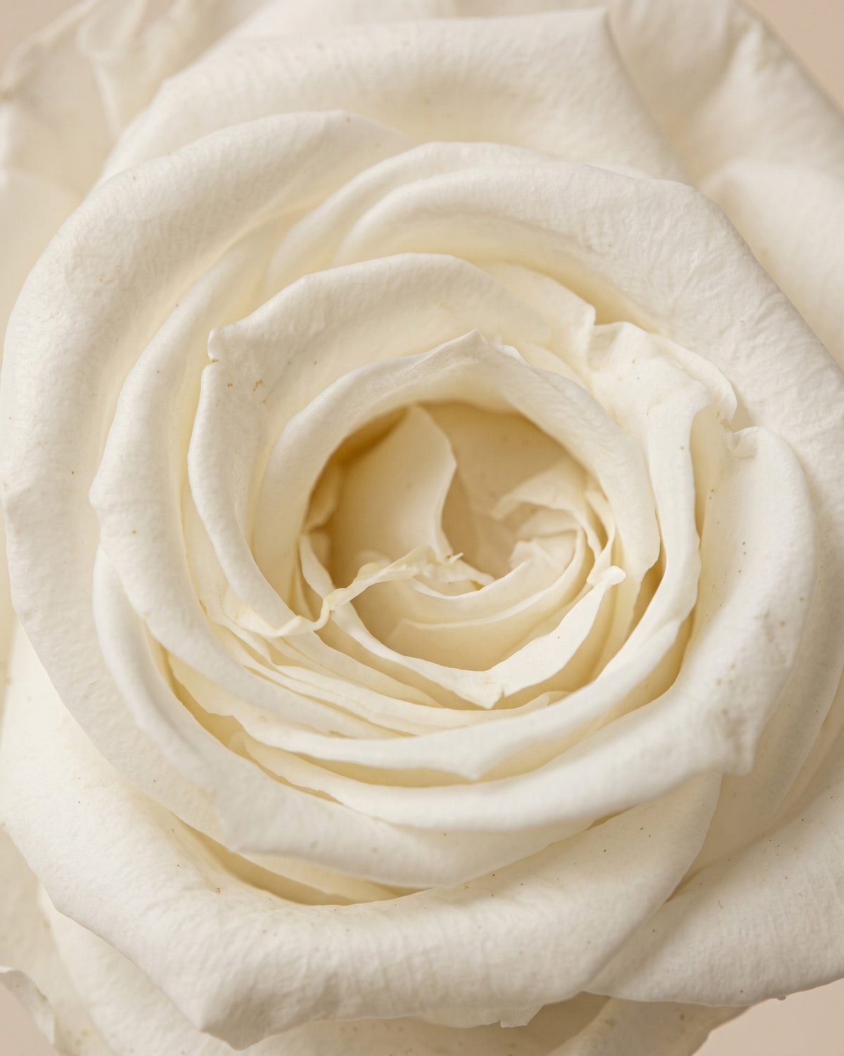 Detalle de los pétalos de la rosa preservada blanca