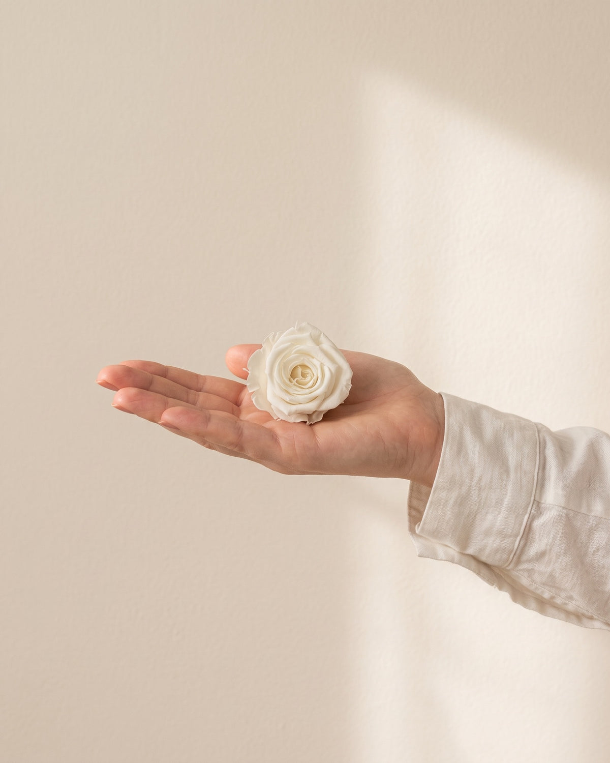Una cabeza de rosa preservada blanca en la mano, para ver su tamaño
