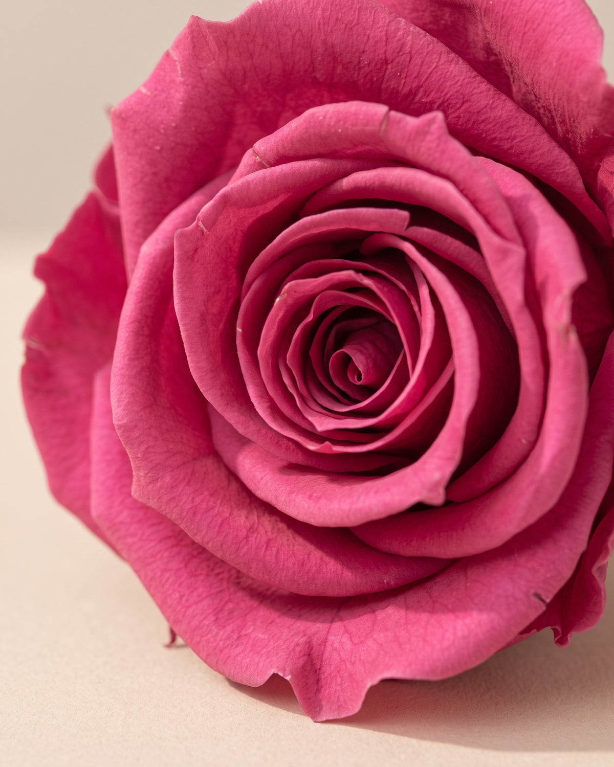 Detalle de los pétalos de la rosa preservada cereza