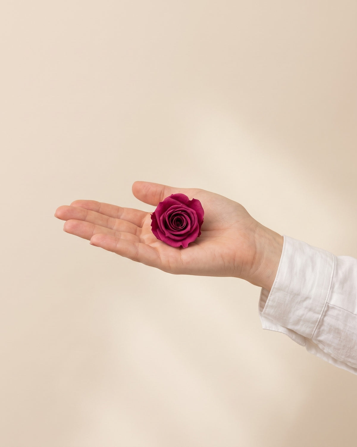 Una cabeza de rosa preservada cereza en la mano, para ver su tamaño