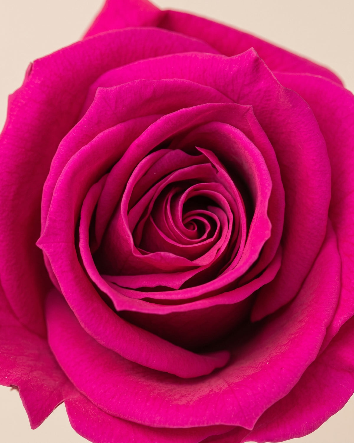 Detalle de los pétalos de la rosa preservada fucsia