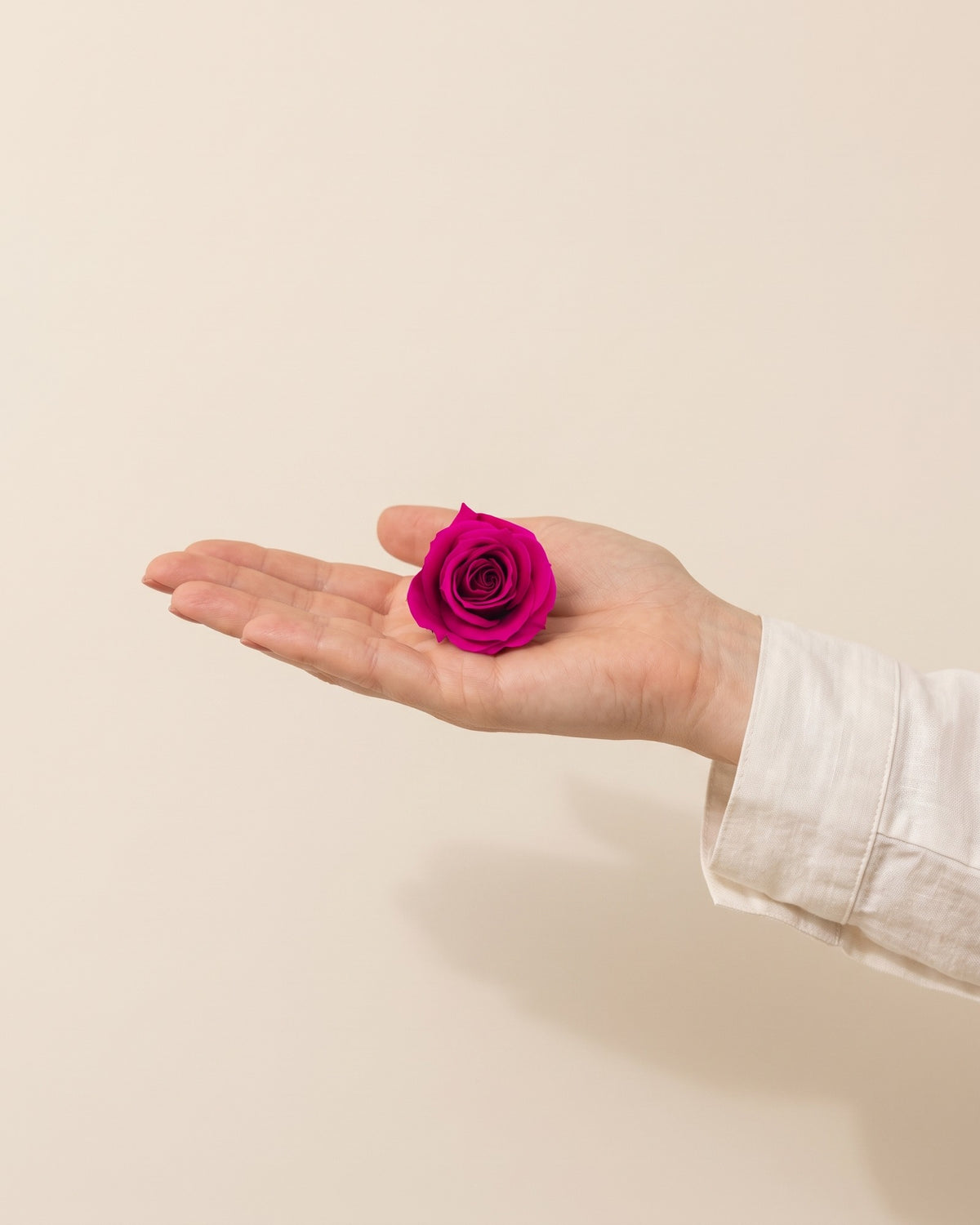 Una cabeza de rosa preservada fucsia en la mano, para ver su tamaño