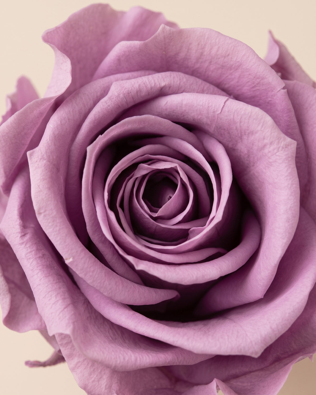 Detalle de los pétalos de la rosa preservada lavanda