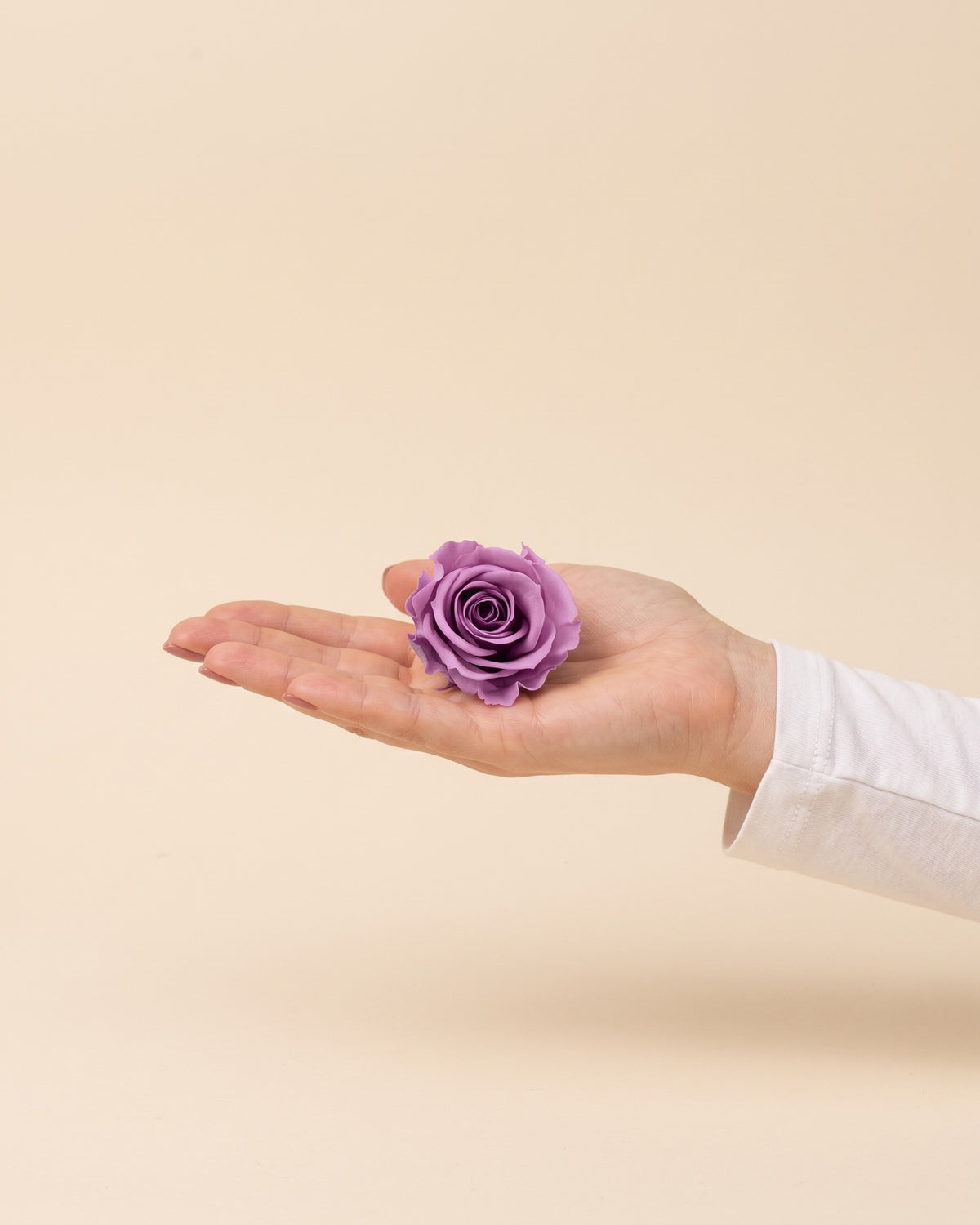 Una cabeza de rosa preservada lavanda en la mano, para ver su tamaño