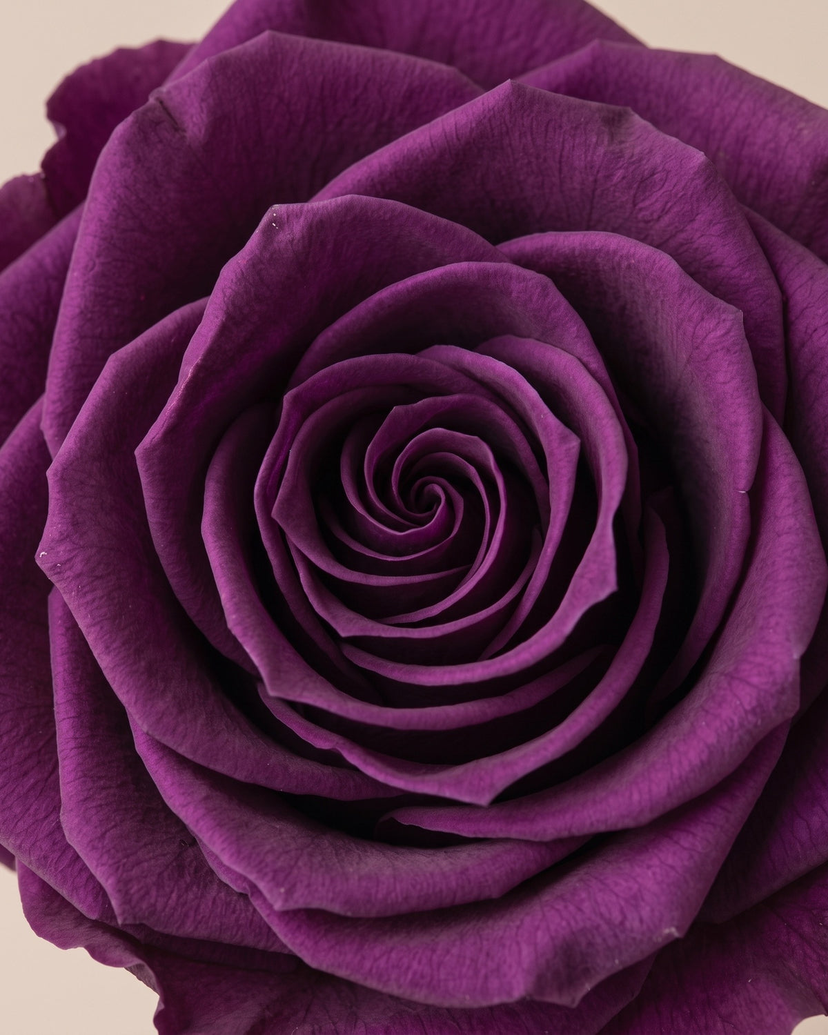 Detalle de los pétalos de la rosa preservada morada