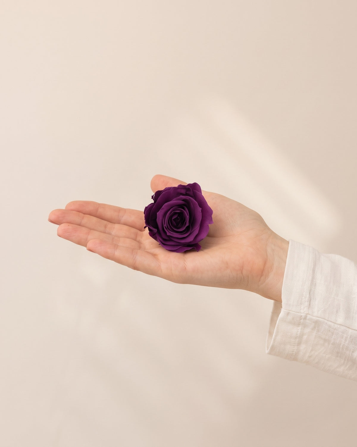 Una cabeza de rosa preservada morada en la mano, para ver su tamaño