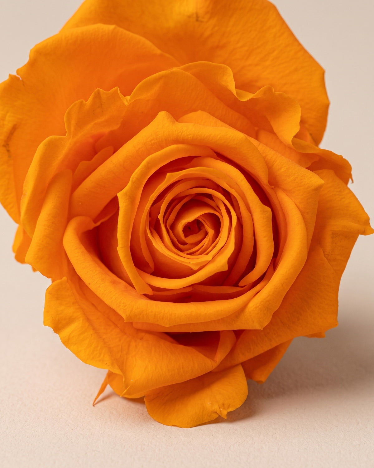 Detalle de los pétalos de la rosa preservada naranja