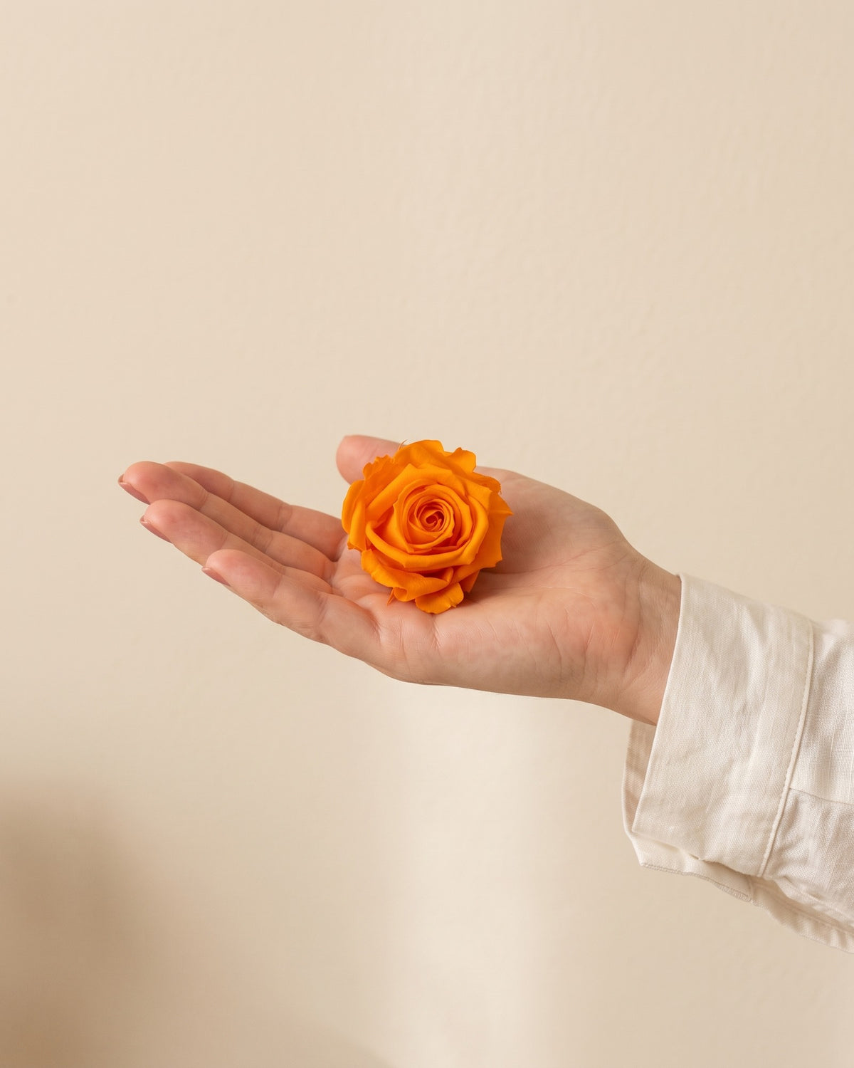 Una cabeza de rosa preservada naranja en la mano, para ver su tamaño