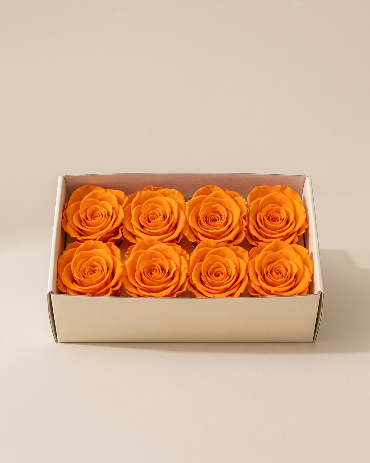 Cabezas de rosa preservada naranja (Inés) en una caja abierta