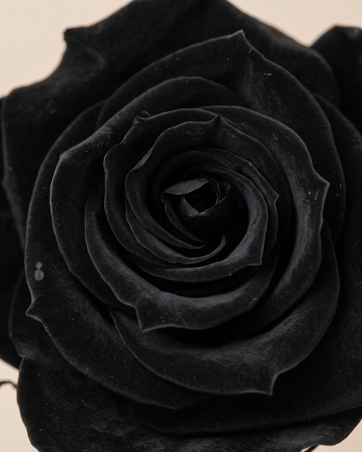 Detalle de los pétalos de la rosa preservada negra