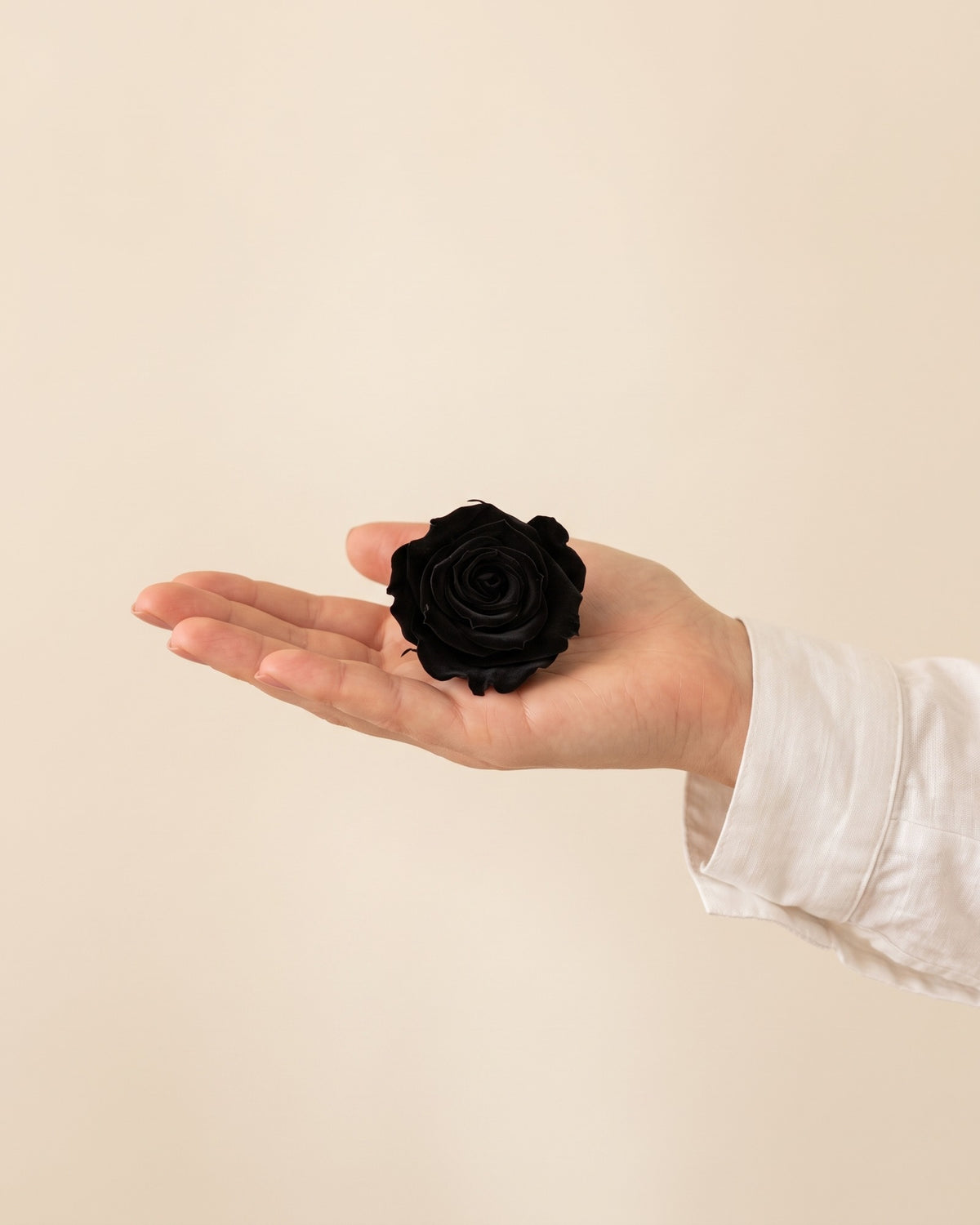 Una cabeza de rosa preservada negra en la mano, para ver su tamaño