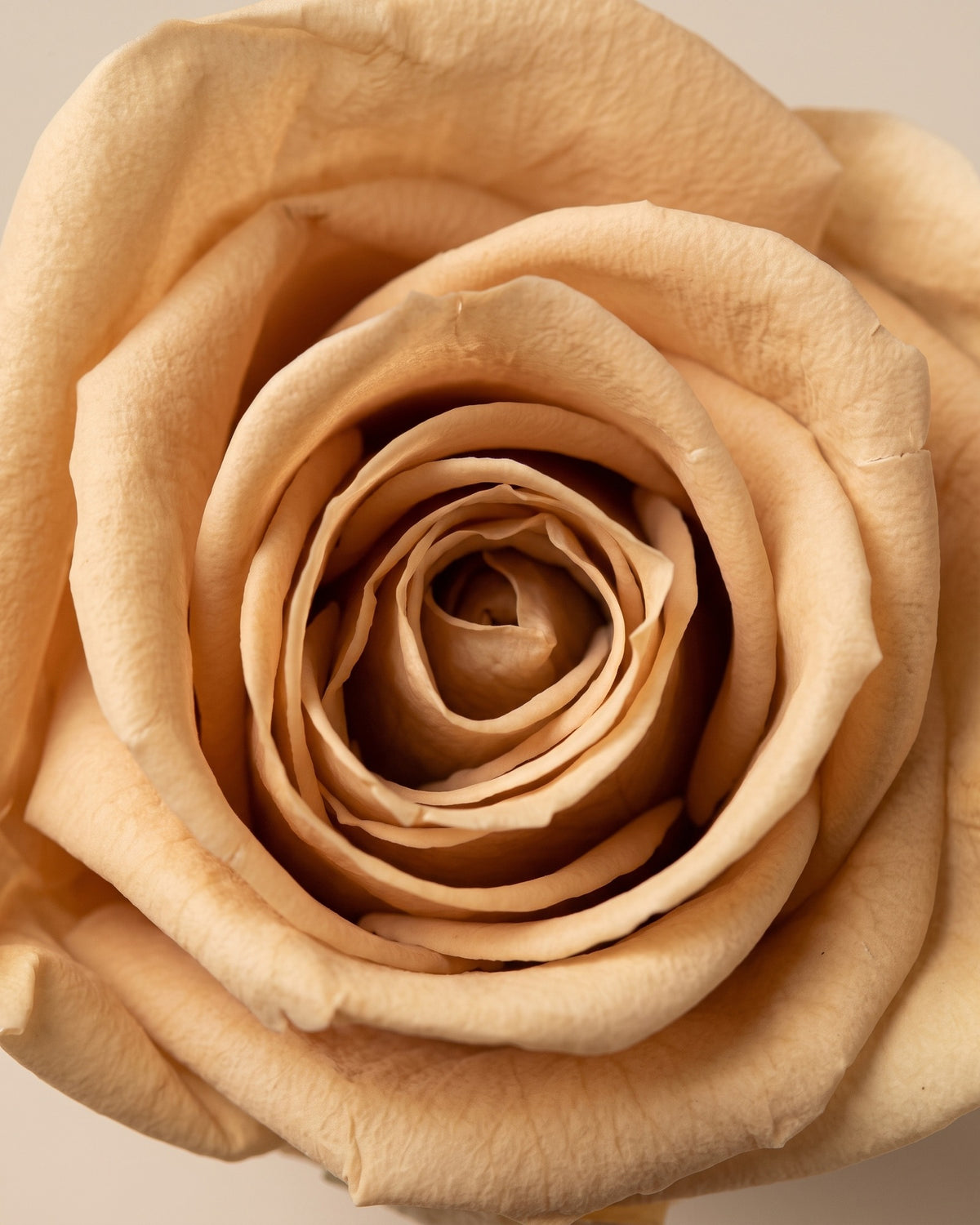 Detalle de los pétalos de la rosa preservada nude